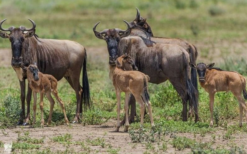 The Great Migration 2025: Tanzania’s Ultimate Safari Spectacle