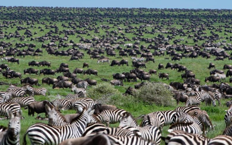 The Great Migration 2025: Tanzania’s Ultimate Safari Spectacle