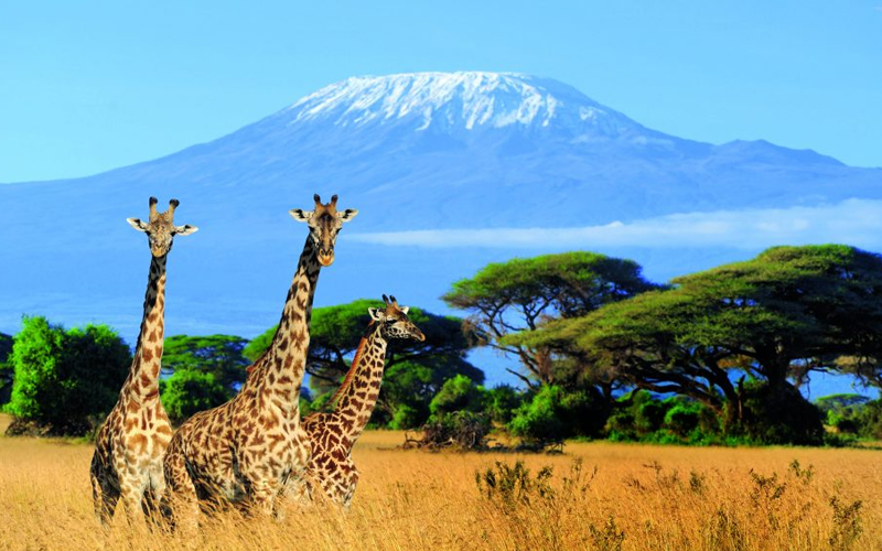 Eco-Tourism in Tanzania: A Sustainable Way to Explore the Wild