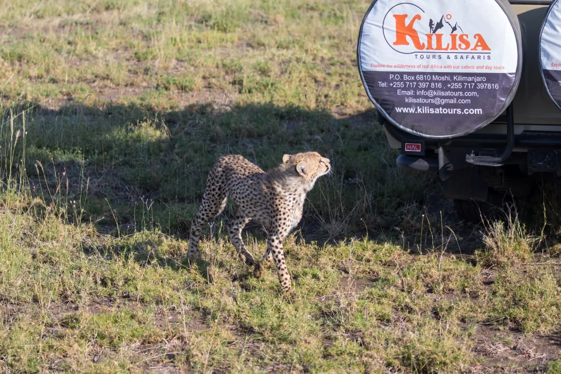 Cheetah standing beside a Kilisa Tours safari vehicle during a game drive in Tanzania