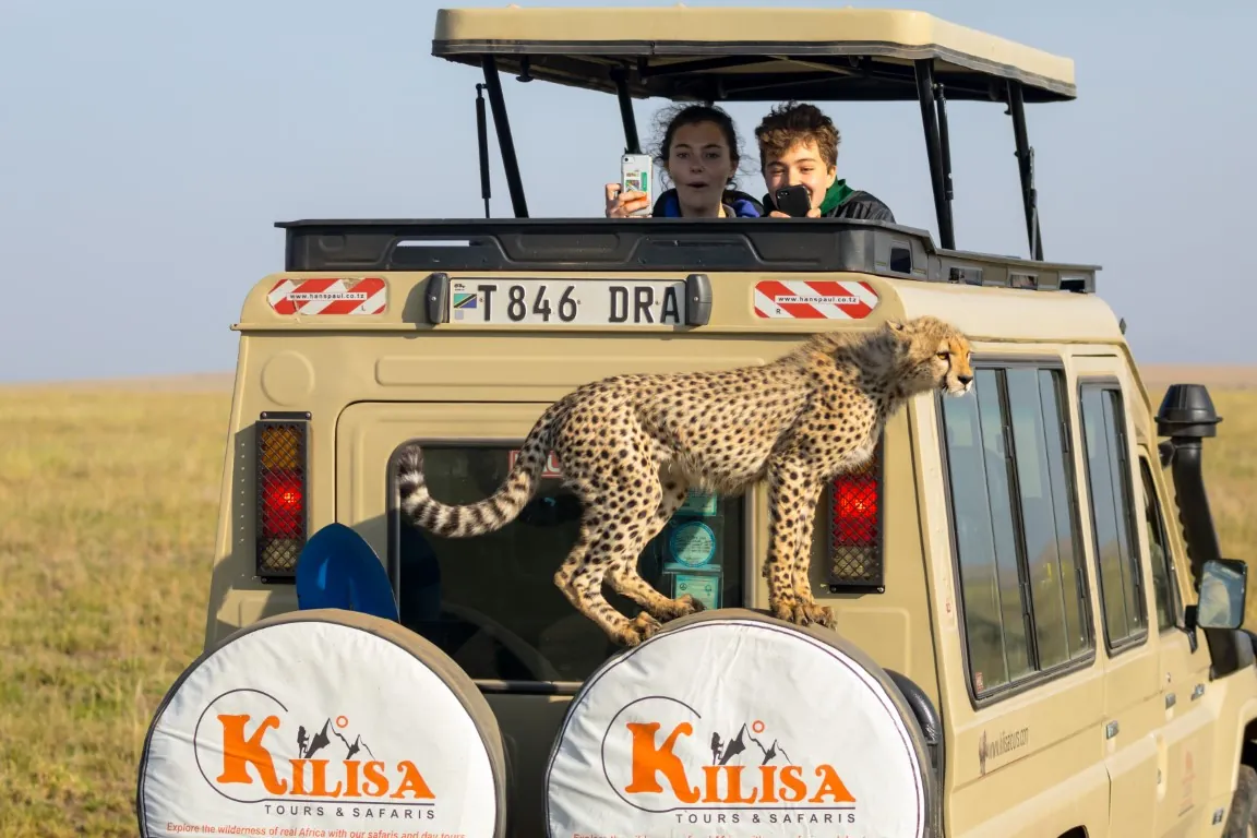 Cheetah standing on the back of a Kilisa Tours safari vehicle as two guests watch from the open roof